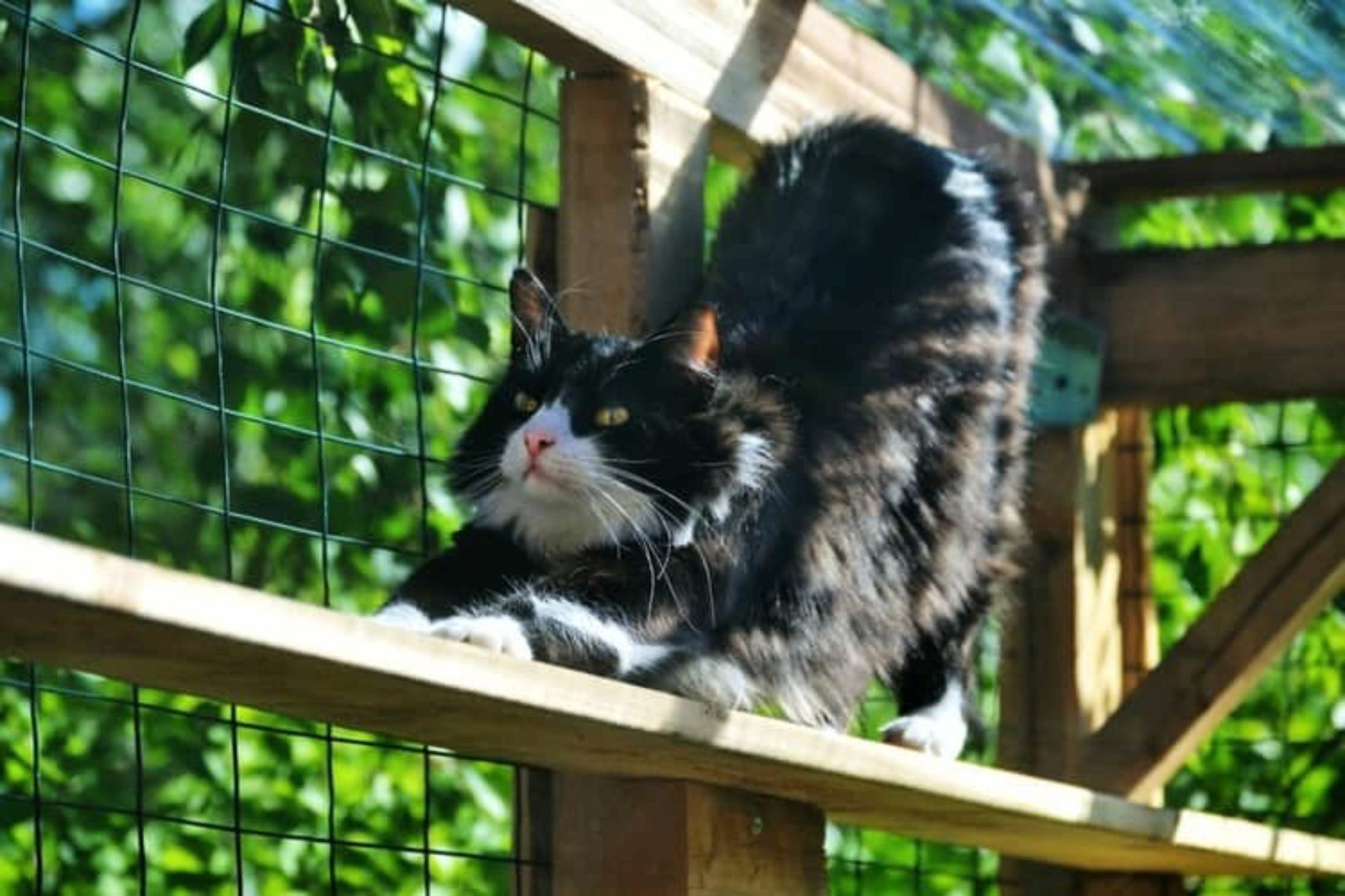 Best Outdoor Cat House Plus Avis Sur Les Autres Meilleurs Choix